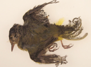 Solar Plants are Scorching, Killing Birds in Mid-Air