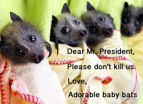 Obama Wind Farms Continue to Slaughter Adorable Winged Creatures