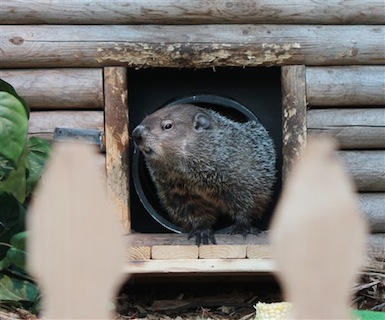 Does Bill De Blasio Have Groundhog Blood On His Hands?