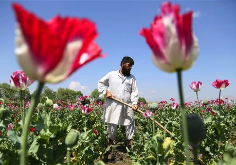 Afghan Poppy Cultivation at ‘All-Time High’