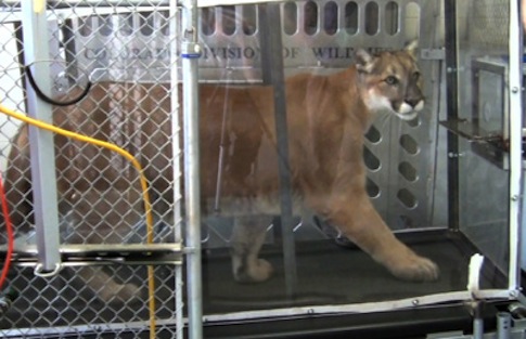 Tax Dollars at Work: Mountain Lions on Treadmills