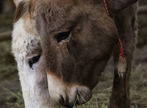 6 Years Later, Stimulus Funds Still Being Spent on Manure