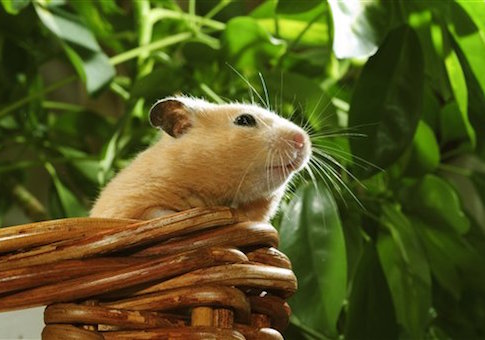 NSF Funds $18,952 Dissertation on Mating Habits of Syrian Hamsters
