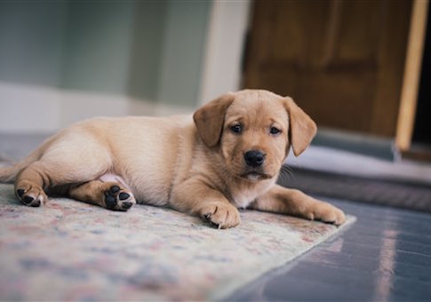 NIH Creating $390,798 Website to Teach Kids Dog Safety
