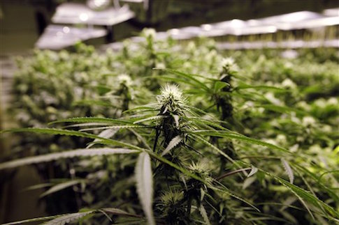 Hurricane Sandy Relief Money Went to Underground Weed Business