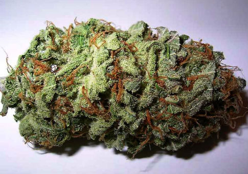 Marijuana Bill Gains Cosponsors in House and Senate