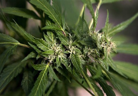 Bad Weed