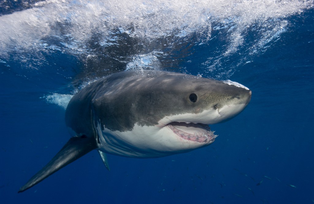 Site Lets People Track Great White Sharks