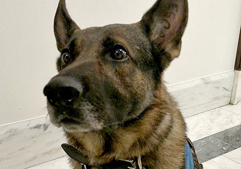 Military Dog Teams Push to Be Reunited After Their Fight is Over