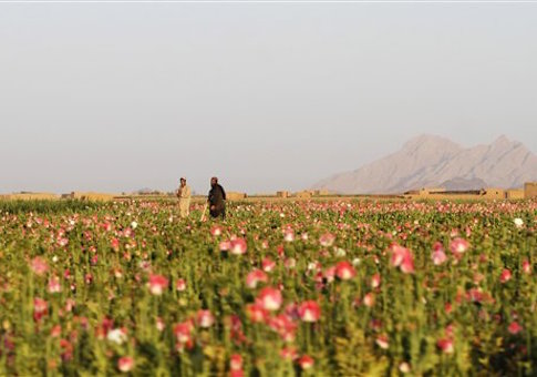 Afghanistan Housing 400,000 Football Fields Worth of Opium