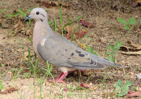 Islamic State Bans Pigeon Breeding: Bird Genitals Deemed Offensive