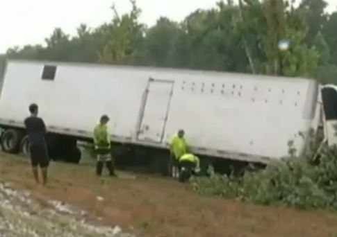 1 Shark, 1,000 Piglets Dead in Unrelated Road Accidents