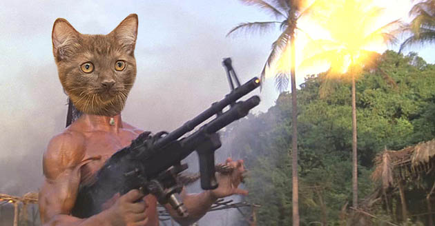 Biff Diddle Presents: WAR CATS