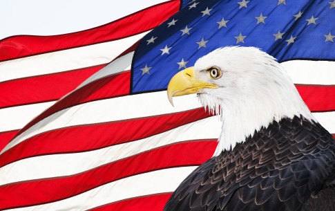 Bald Eagles Bomb New Englander's Car With Eel