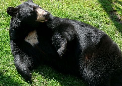 Michigan Bear Too Wild For Indiana