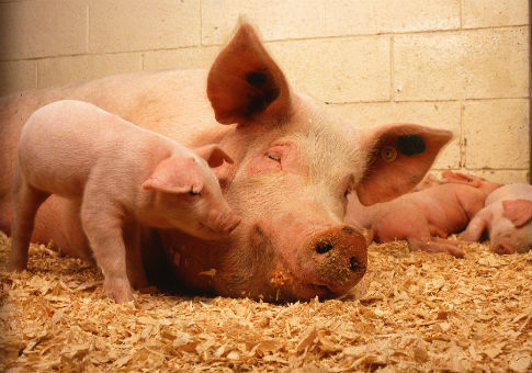 Pennsylvania Man Caught Naked in Hog Barn Drunk on Hamm’s Beer