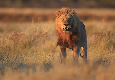 U.S. Government Is Investigating Killing of Cecil the Lion