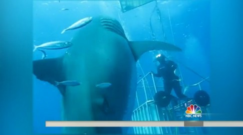 Big-Ass Shark Found