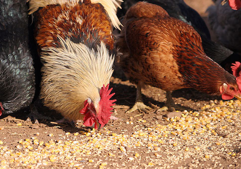 USDA Putting Solar Panels on Chicken Coops