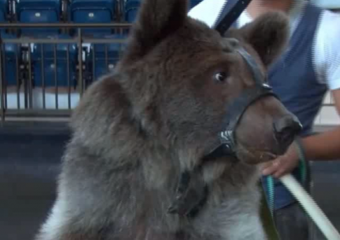 PICTURES: Russian Strongman Makes Instagram for His Pet Bear
