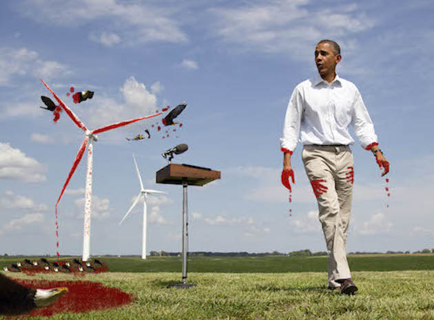 Genocide on Hold: Victims of the Obama Bird Slaughter Score Key Victory in Court