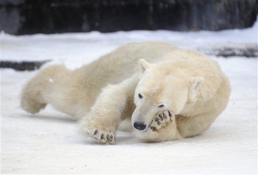 Polar Bears Trap Meteorologists in Russian Weather Station