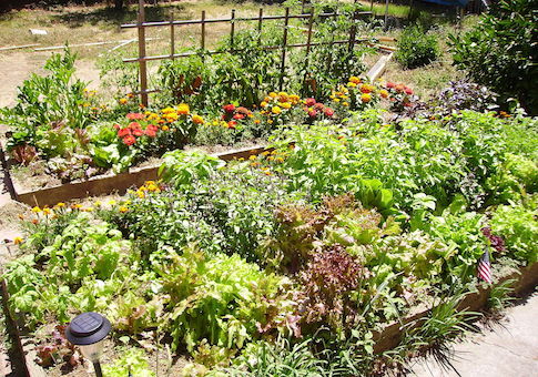 EPA Spends $20,000 on Rain Garden