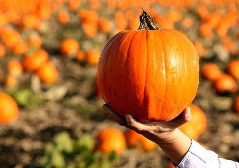 Federal Government Anti-Pumpkins, Because Climate Change