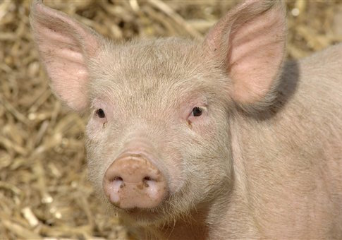 Feds Quietly Put Pork Roast Back on Prison Menus After Questions From GOP Lawmaker