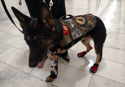 Hero Dogs Lobby Congress as Obama Vetoes Their Bill