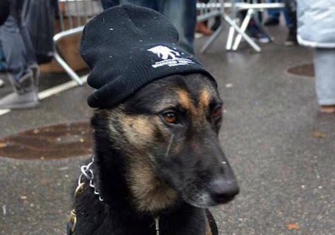 2015 Man of the Year: Timoshenko the Dog