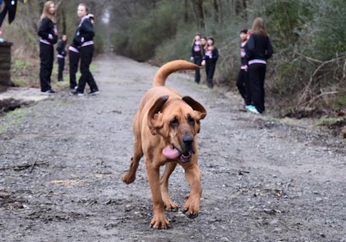 Bloodhound Finishes Seventh in Half Marathon