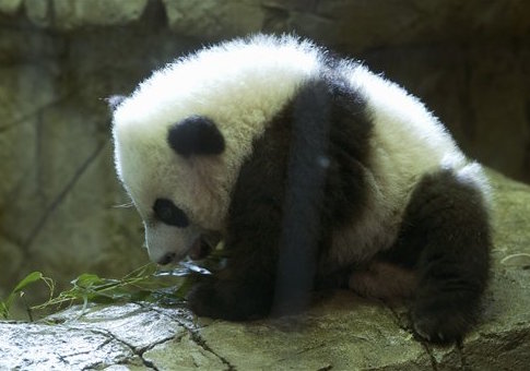 Explosion Reported at Smithsonian’s National Zoo in Washington