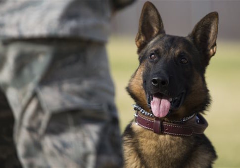Formal Investigation Requested Into Mismanaged Adoption of Military Dogs