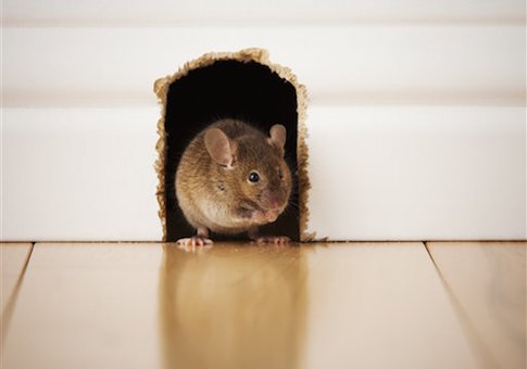 Feds Spend $82K Trying to Create Stuttering Mice