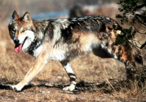 Feds Released Dangerous Wolves Into the Wild