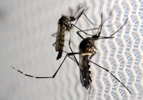 Study in Mice Shows Zika Virus Also Attacks Adult Brain Cells