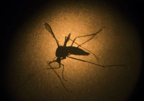 Obama Admin Calls for Zika Bill Weeks After Veto Threat
