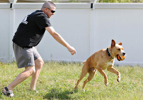 Survey Finds Confusion Surrounding Post-Traumatic Stress Service Dogs