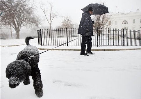 Obama Dog Continues to Terrorize