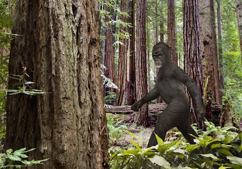 Feds Spending $149,927 Studying Bigfoot