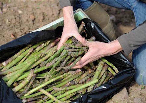 Taxpayer-Funded Study Asked if People Could Smell 'Asparagus Pee'