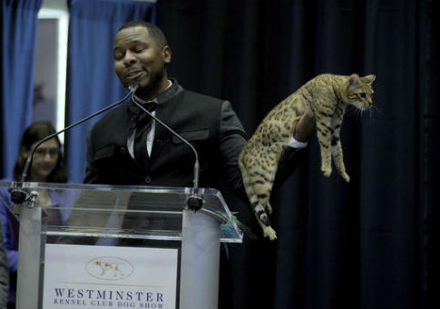Prestigious Dog Show Adds Cats to Event