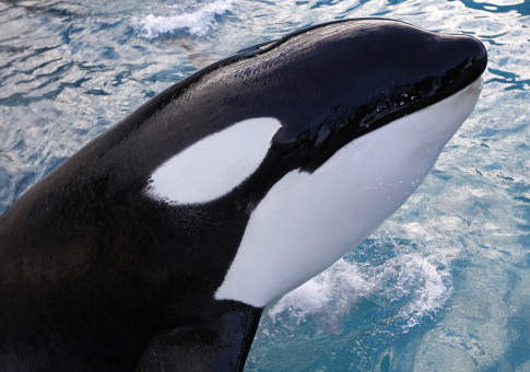 Taxpayer-Funded Duck Penis Researcher Now Studying Whale Penises