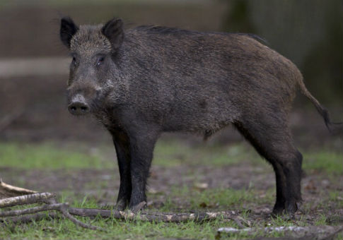 Report: ISIS Militants Killed by Wild Boars in Northern Iraq