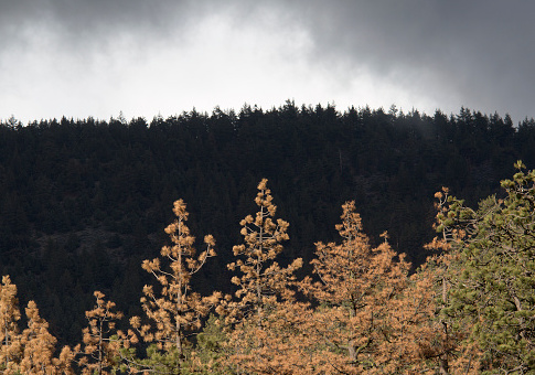 Forest Service Owns 'National Junkyard' of Thousands of Unused Buildings