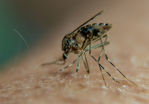 One Year After Outbreak, U.S. Still Has No Ability to Contain Zika Virus