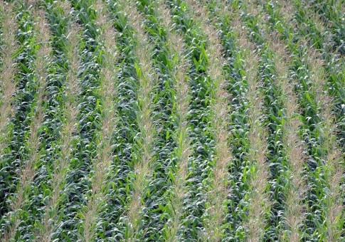 Trump's WOTUS Repeal Has Yet to Help Modesto Farmer Who Faces $2.8 Million Fine for Plowing