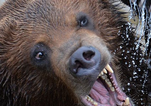 11-Year-Old Saves Family by Shooting Charging Brown Bear