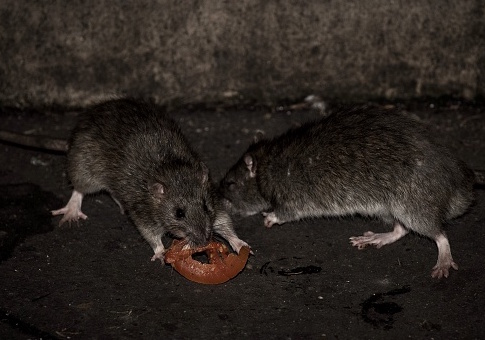 De Blasio Commits $32 Million to Attempted Rat Genocide in NYC